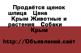 Продаётся щенок шпица › Цена ­ 35 000 - Крым Животные и растения » Собаки   . Крым